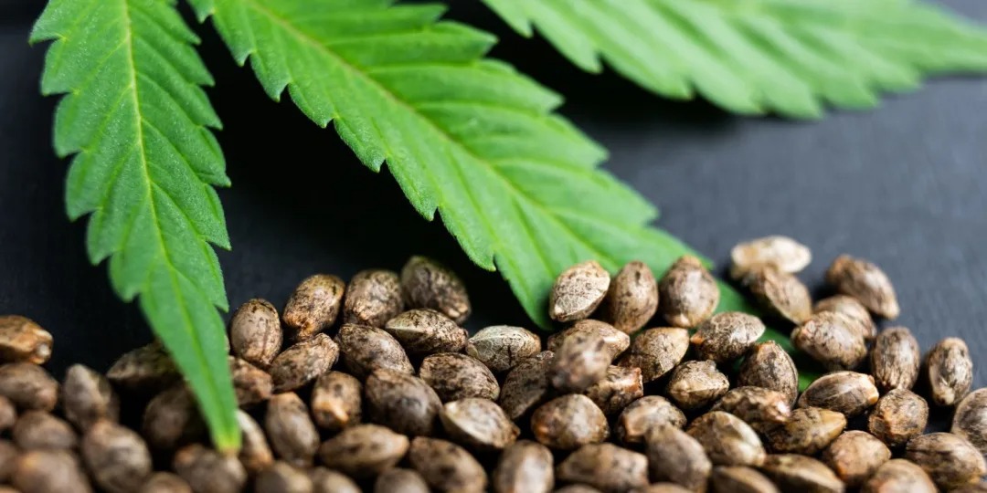 Cannabis Club – Cannabis Club Enjoyment with Clubs Cannabis Madrid