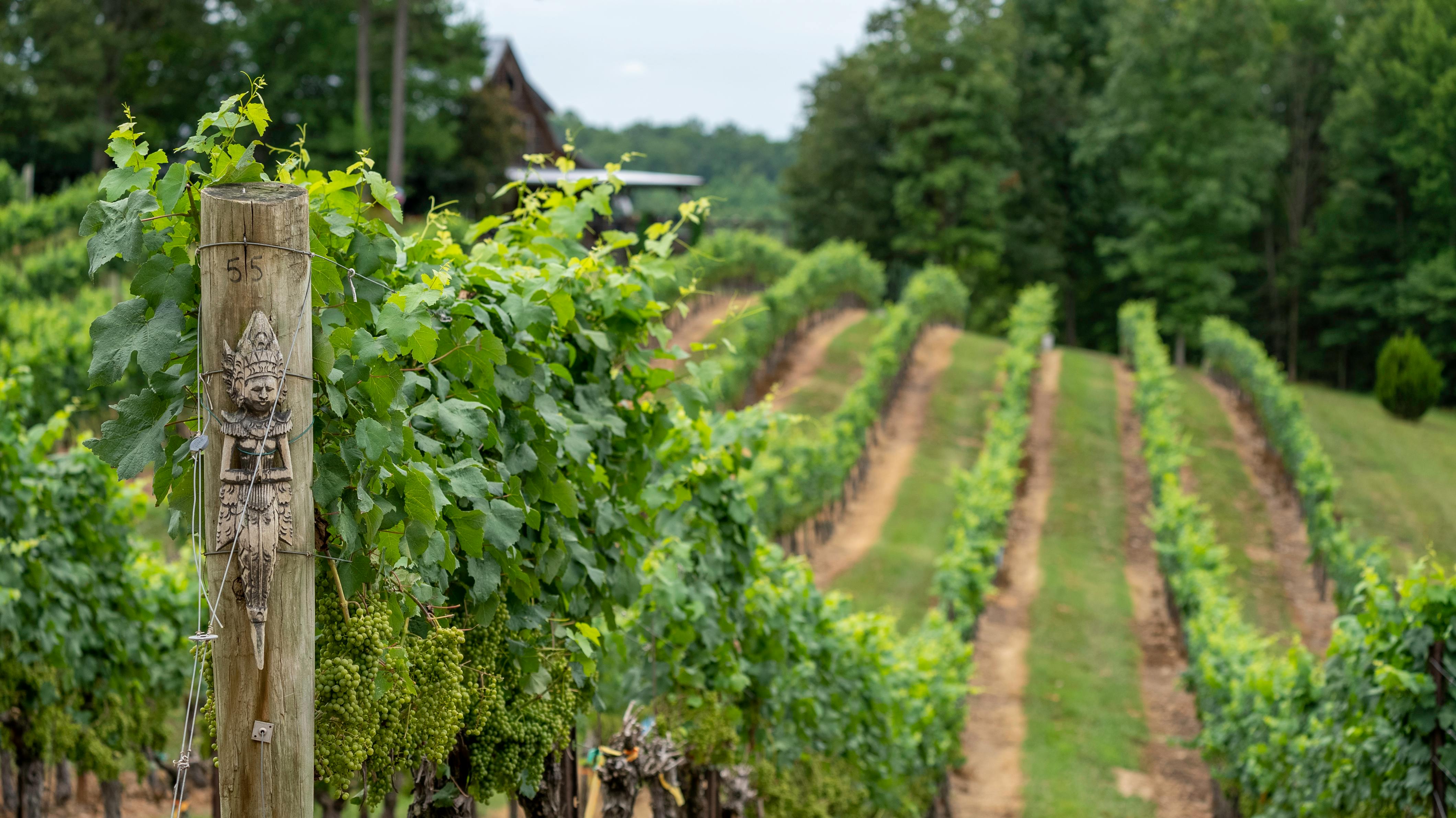 Discover the Beauty of Northern California Wine Country