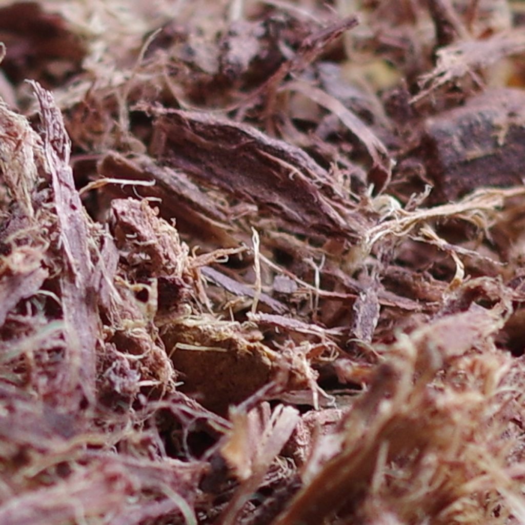 mimosa-shredded-3 (1)