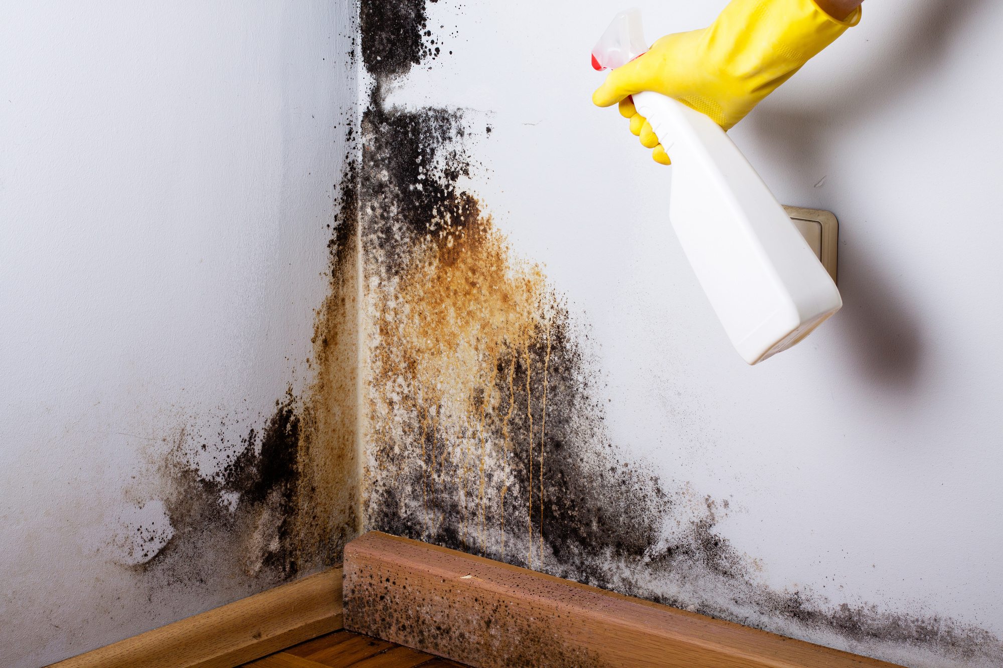 Expert Technicians Handling mold remediation hutto tx